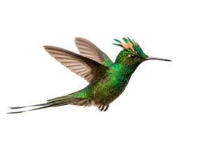 Beija-flor-de-topete-verde