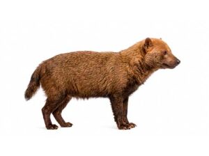 Cachorro-vinagre