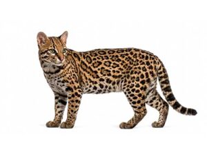 Jaguatirica