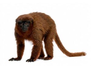Macaco-Sauá