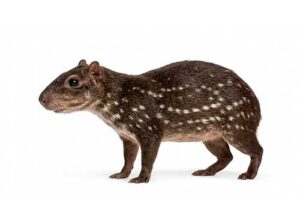 Paca