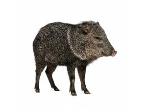 Porco-do-mato Caititu
