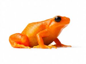 Sapo-pingo-de-ouro