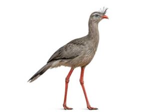 Seriema