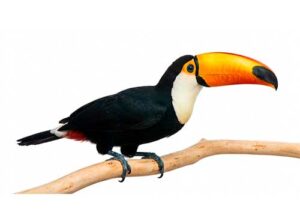 Tucano